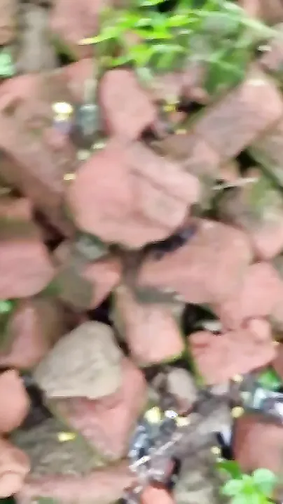 Hot desi girl fucked by Stranger In Forest