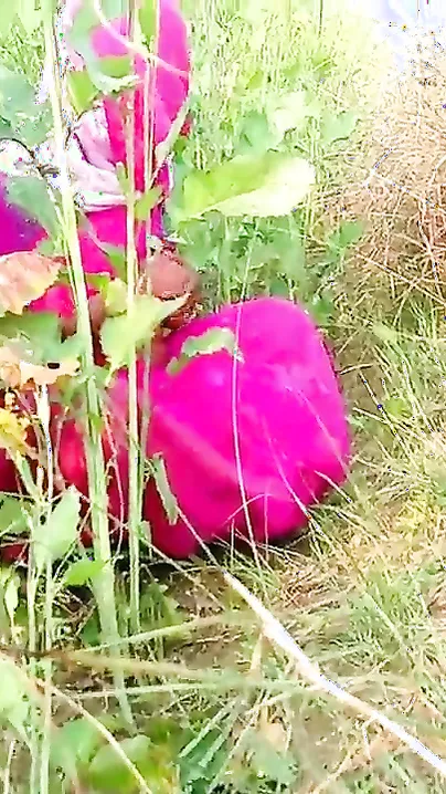Village Bhabhi Getting Banged Hard in Open Farm Area