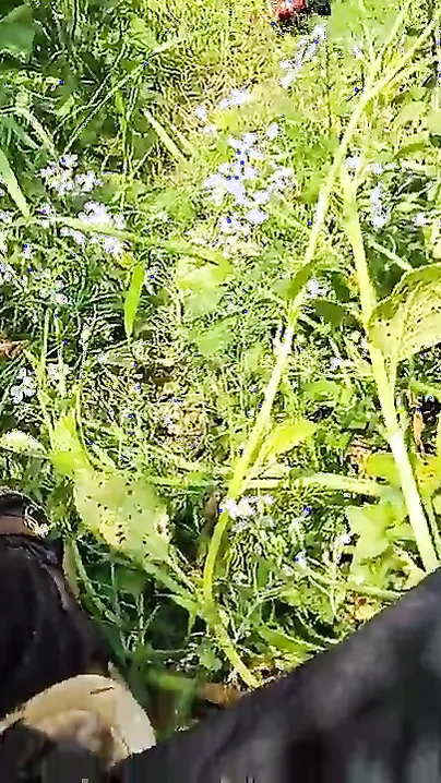 Radhika Bhabhi Outdoor Sex Mms Viral