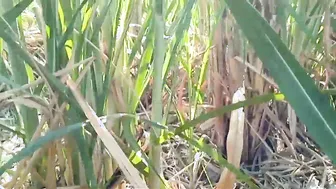 Macho picks up the Desi girl and brings her to forest for XXX mischief