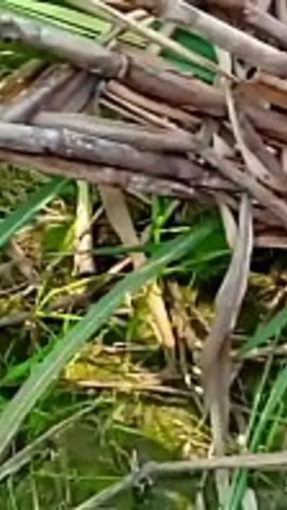 Outdoor XXX video where the lover ejaculates in Desi wife's pussy