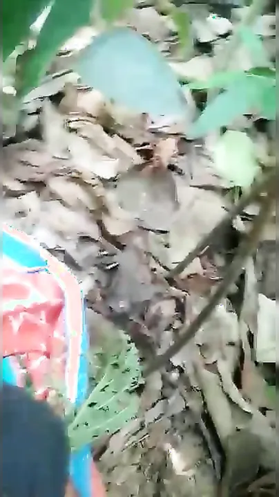 Desi college XXX girl gets her hairy pussy fucked hard in jungle MMS