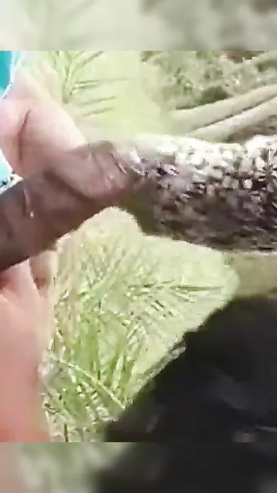Sultry Mallu hussy impresses Desi man with deep XXX blowjob outdoors