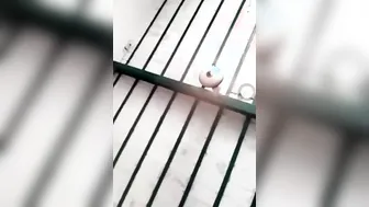 Pakistani wife makes XXX video for Desi lover who wants her naked tits