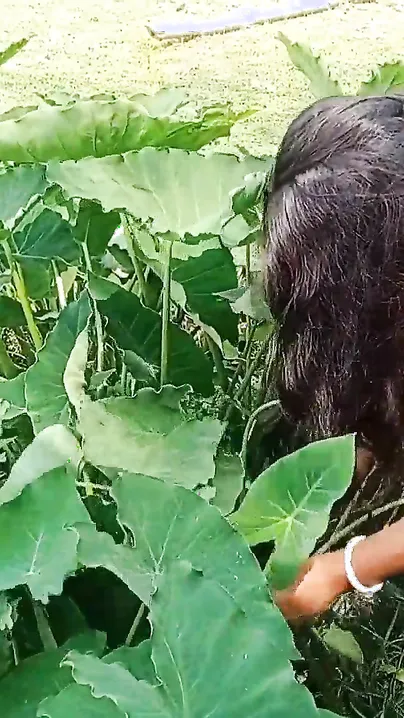 Bengali village whore pleases her Desi man with outdoor XXX fucking