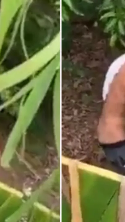 Desi XXX mms video, Horny Mallu couple was caught fucking outdoor in bushes
