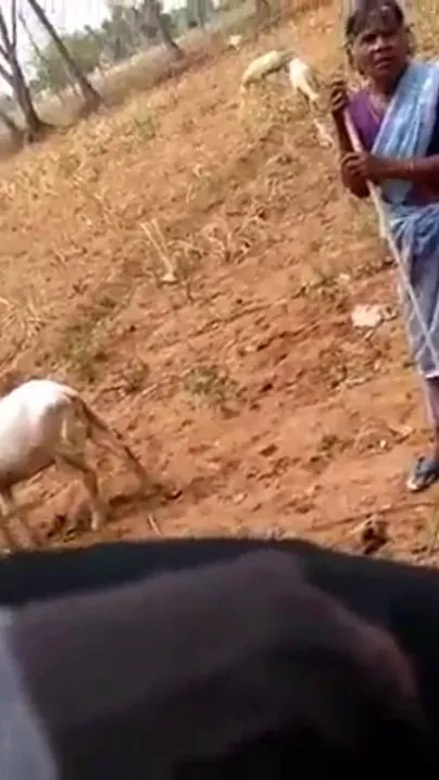 Mad young indian guy dick flash village granny outdoor, new Desi viral mms