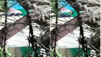 College Lovers Kissing And Making Out Outdoors Caught On Cam