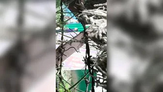 College Lovers Kissing And Making Out Outdoors Caught On Cam