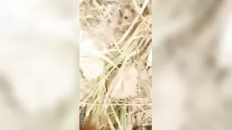 Shy Village Bhabhi Stripping Outdoors Showing Her Pussy To Lover