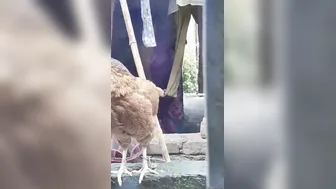 Neighbor Secretly Filming Aunty Changing Her Blouse Next Door