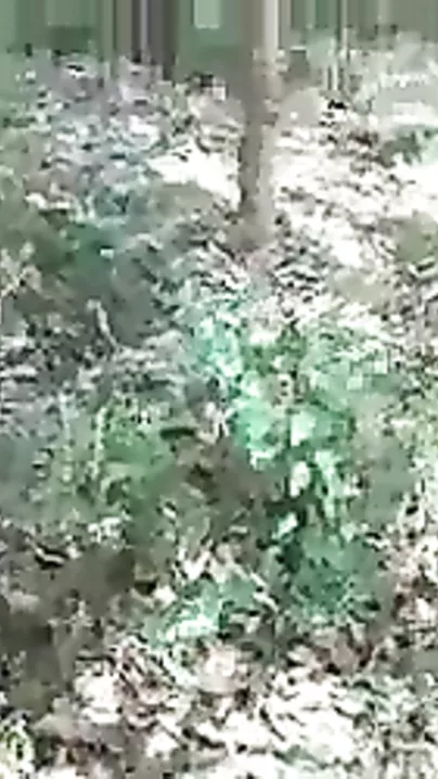 Desi jungli sex movie of a young couples outdoor sex act