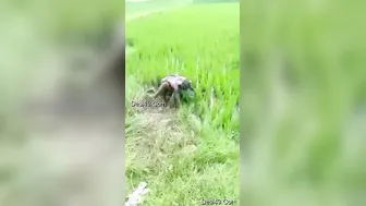 Village Lovers Getting Naughty Outdoors Away From Everyone