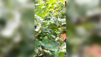 Desi Couple Getting Filmed Outdoors By His Friend Watching Us