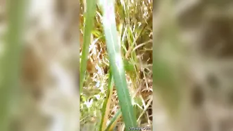 Beautiful Bihari Babe Having Outdoor Sex With Lover Moaning