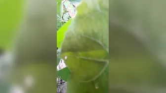 Indian GF Getting Fucked Outside In The Open Risky Sex