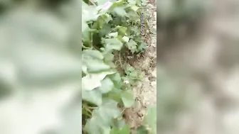 Village Slut Caught Having Sex With Customer By Local People