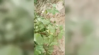 Village Slut Caught Having Sex With Customer By Local People