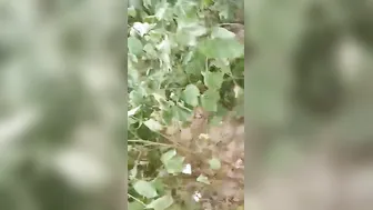 Village Slut Caught Having Sex With Customer By Local People