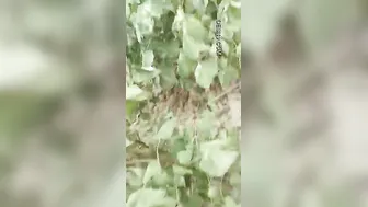 Village Slut Caught Having Sex With Customer By Local People