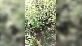 Village Couple Caught Fucking Intensely In Hidden Outdoor Spot