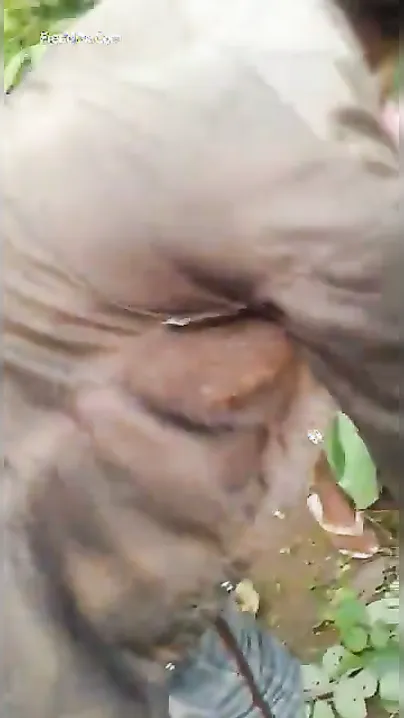 Village Slut Bent Over And Fucked Raw Outdoors In The Jungle
