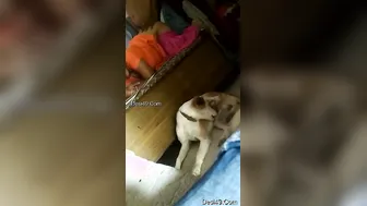 Married Woman Bent Over Taking It Rough Doggy In Her Apartment