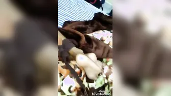 Drunk Desi GF Taking Rough Anal Punishment From Behind