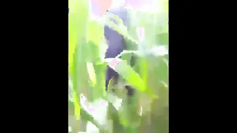 Village Bhabhi Getting Fucked By Lover Outdoors In Open Fields