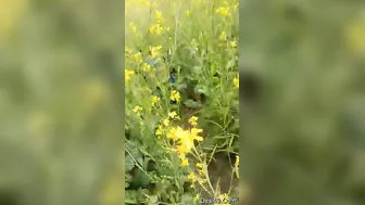 Village Couple Getting Caught Fucking Outside By Neighbors