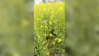 Village Couple Getting Caught Fucking Outside By Neighbors