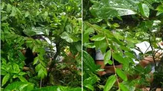 Wild Girl From The Village Riding Her BF Outdoors Hard