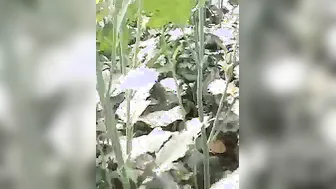 Desi Old man fucking outdoors MMS sex movie