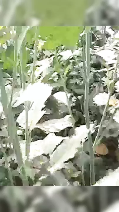 Desi Old man fucking outdoors MMS sex movie