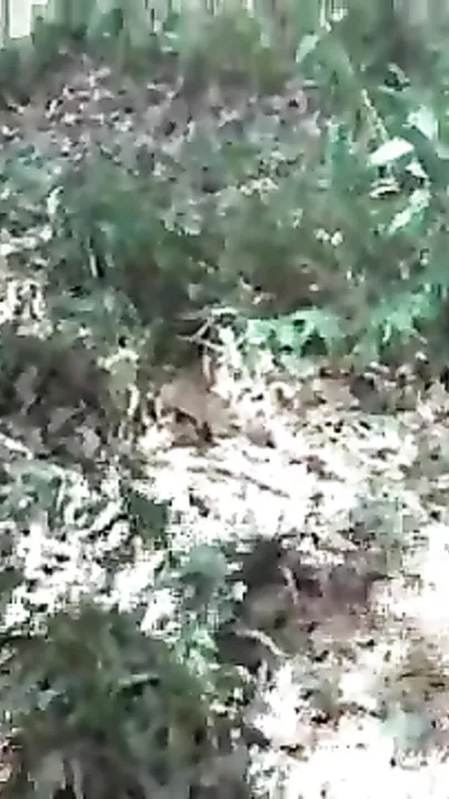 Desi village Hindi sex movie taken in outdoor by lover