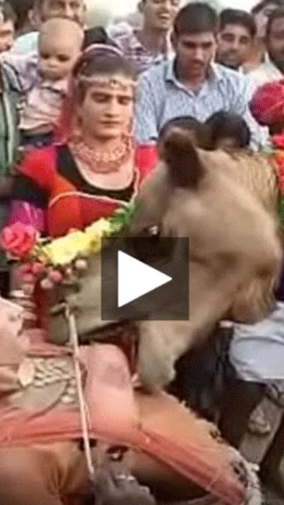 Ajab Desh Ki Gajab Tamasha  Camel engulfing milk sacks