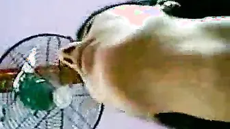 This Honeymoon pair sex episode looks a get to see movie