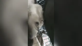 Hot Girlfriend Sucking And Deepthroating Her Boyfriends Cock