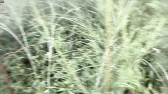 Catching Horny Aunty Alone In Woods Then Taking Her Home Hard