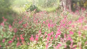 Busty Aunty Teasing Young Boy While Moaning Softly On Camera