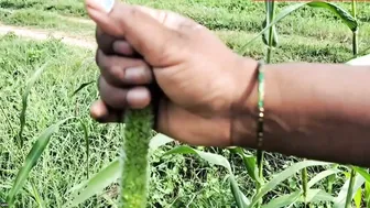Farmer Aunty Sneaking Outdoors With Village Boy For Quickie