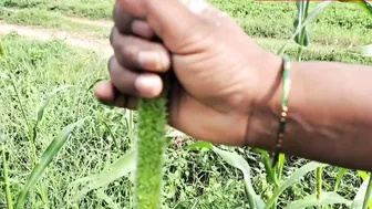 Farmer Aunty Sneaking Outdoors With Village Boy For Quickie