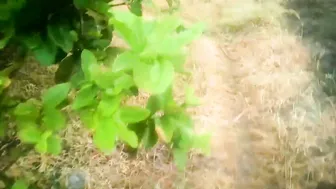 Fucking Married Aunty Hard Inside The Village Pump Room Area