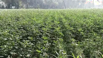 Telugu Farm Aunty Blowing The Owner Behind The Crops Today