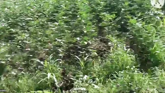 Telugu Farm Aunty Blowing The Owner Behind The Crops Today