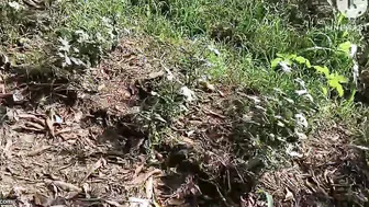 Telugu Farm Aunty Blowing The Owner Behind The Crops Today