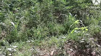 Telugu Farm Aunty Blowing The Owner Behind The Crops Today