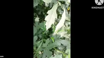 Telugu Farm Aunty Blowing The Owner Behind The Crops Today