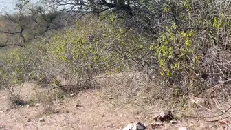 My Busty Aunty Getting Wild With Me Outdoors In The Village