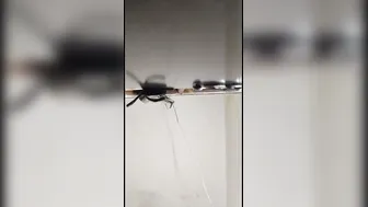 Mature Desi Aunty Moaning Loud While Getting Fucked Properly